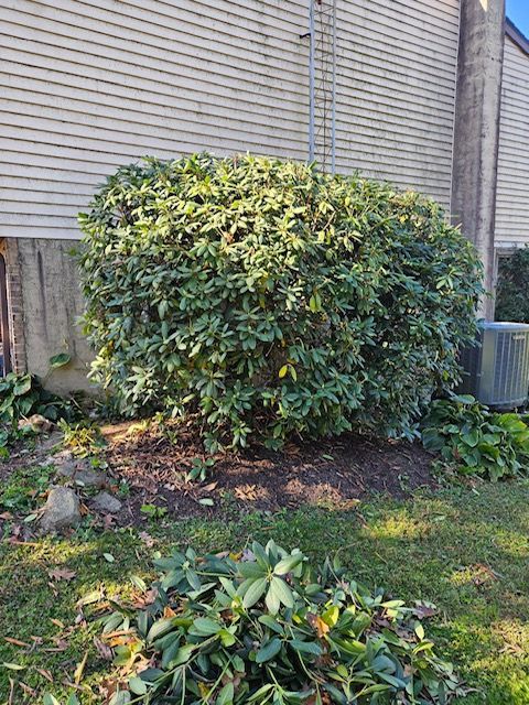 A Large Bush Is Growing in Front of A House.