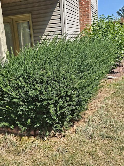 A bush is growing in front of a house.