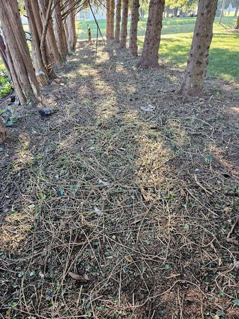 A Pile of Branches and Leaves in The Middle of A Forest.