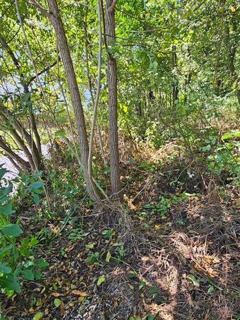A lush green forest with trees and shrubs on a hillside.