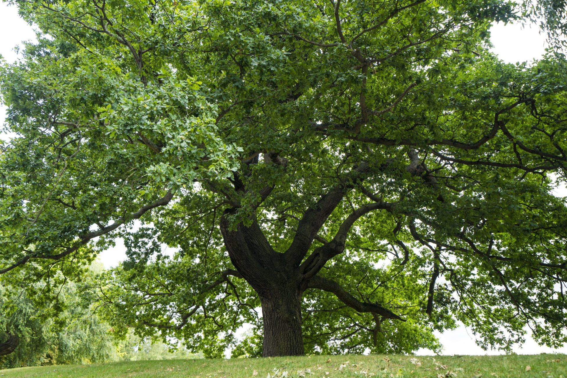 One Big Tree - Drumore, PA - Tanglewood Lawn Service One Big Tree - Drumore, PA - Tanglewood Lawn Service