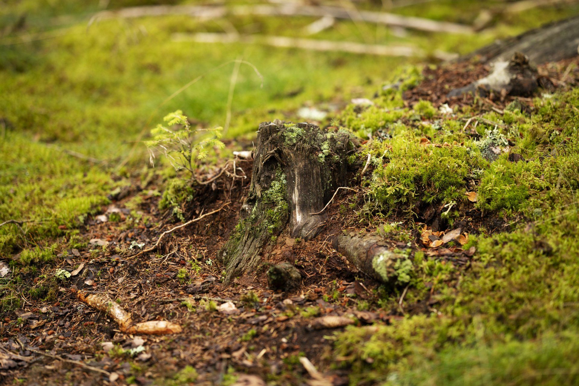 Forest Tree Stump Covered With Moss - Drumore, PA - Tanglewood Lawn Service