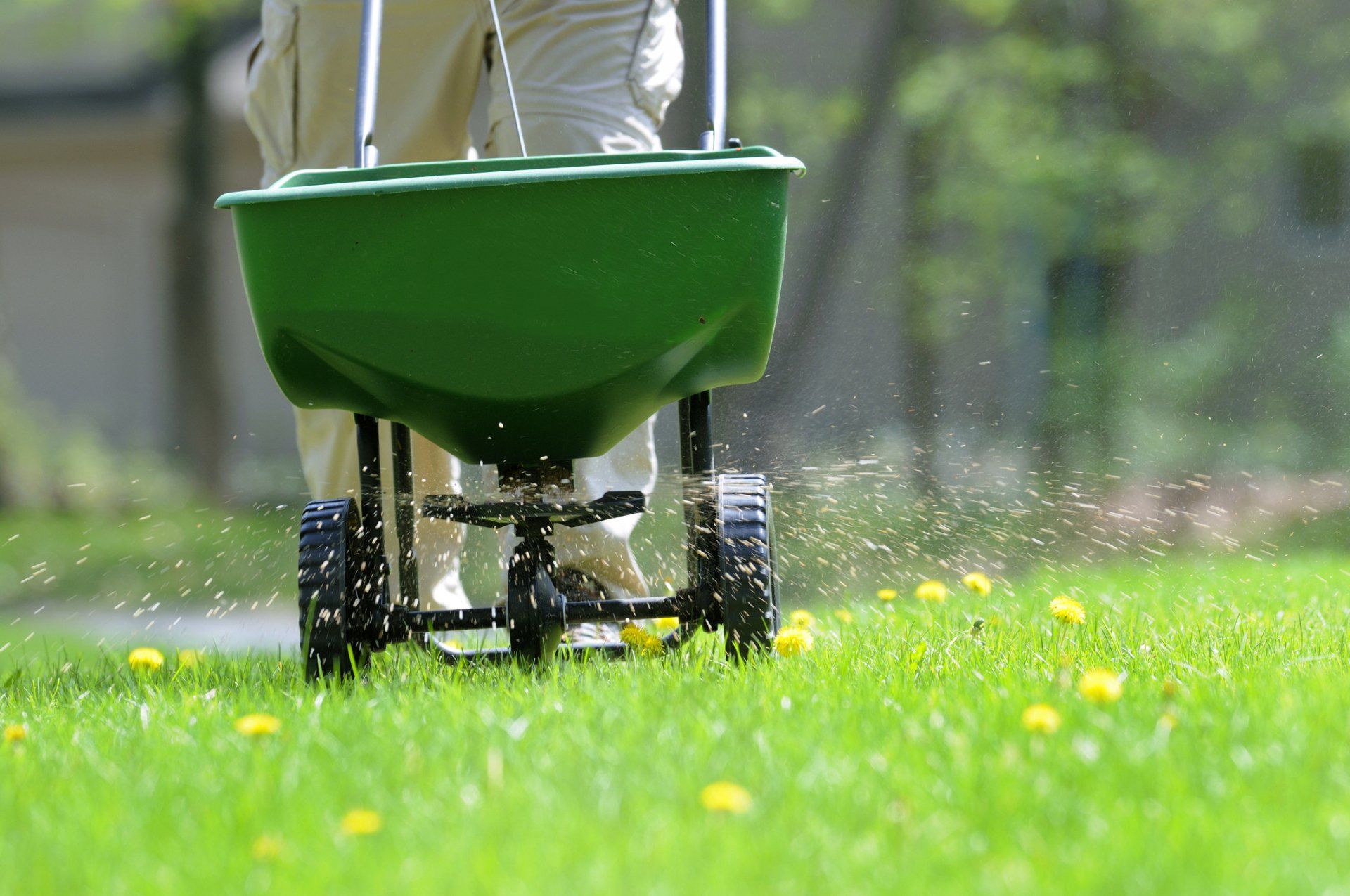 Spreading Fertilizer And Weed Killer On The Lawn - Drumore, PA - Tanglewood Lawn Service