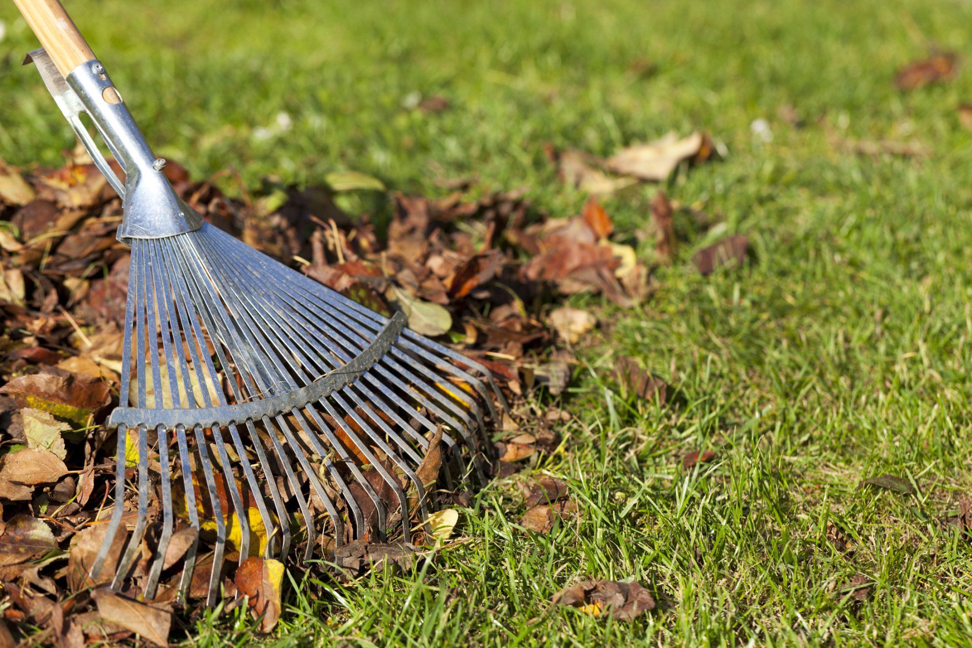 Collecting Leaves With Rake - Drumore, PA - Tanglewood Lawn Service