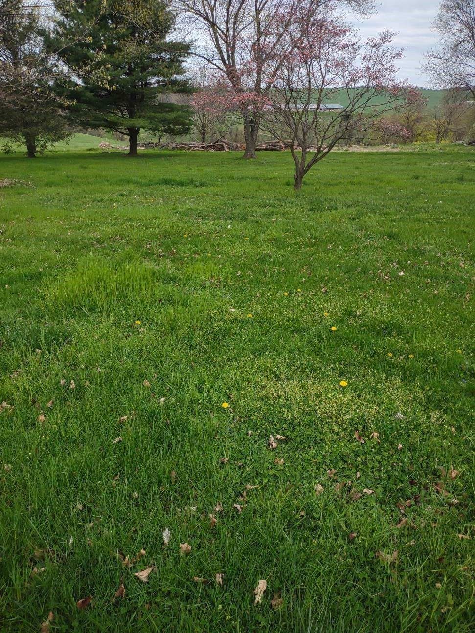 Before Trimming — Drumore, PA — Tanglewood Lawn Service