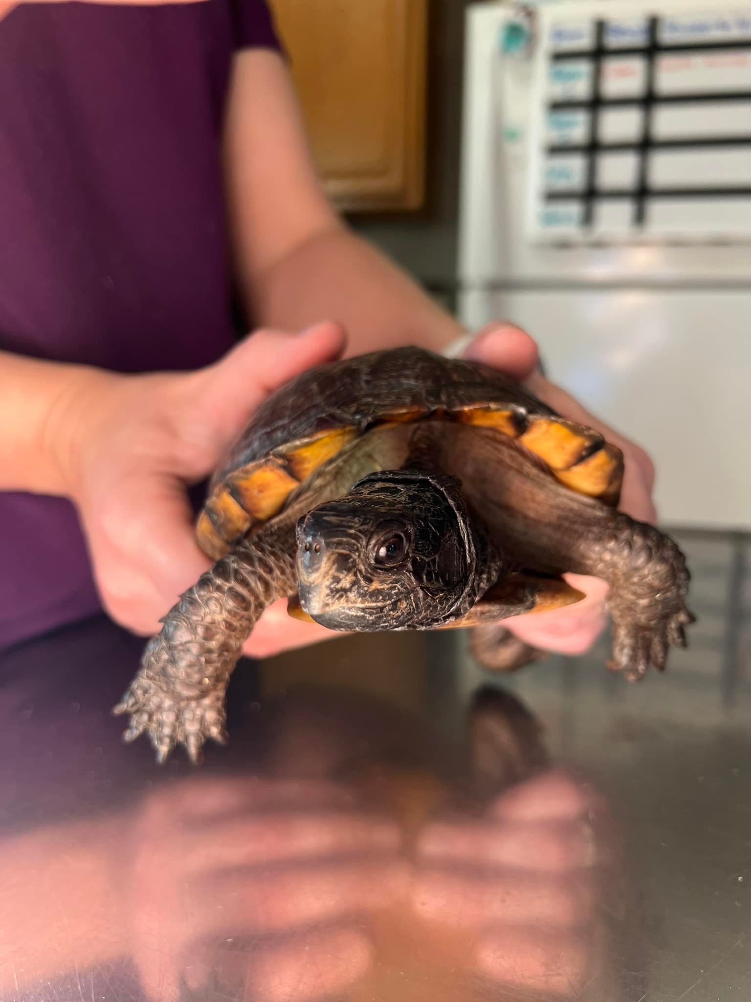 A person is holding a small turtle in their hands.