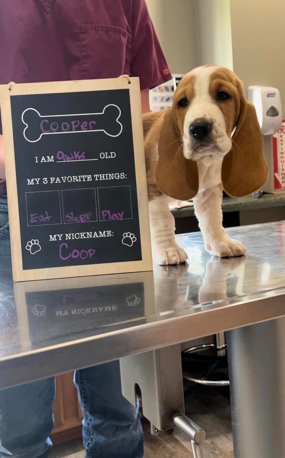 A beagle puppy is standing on a table next to a chalkboard.