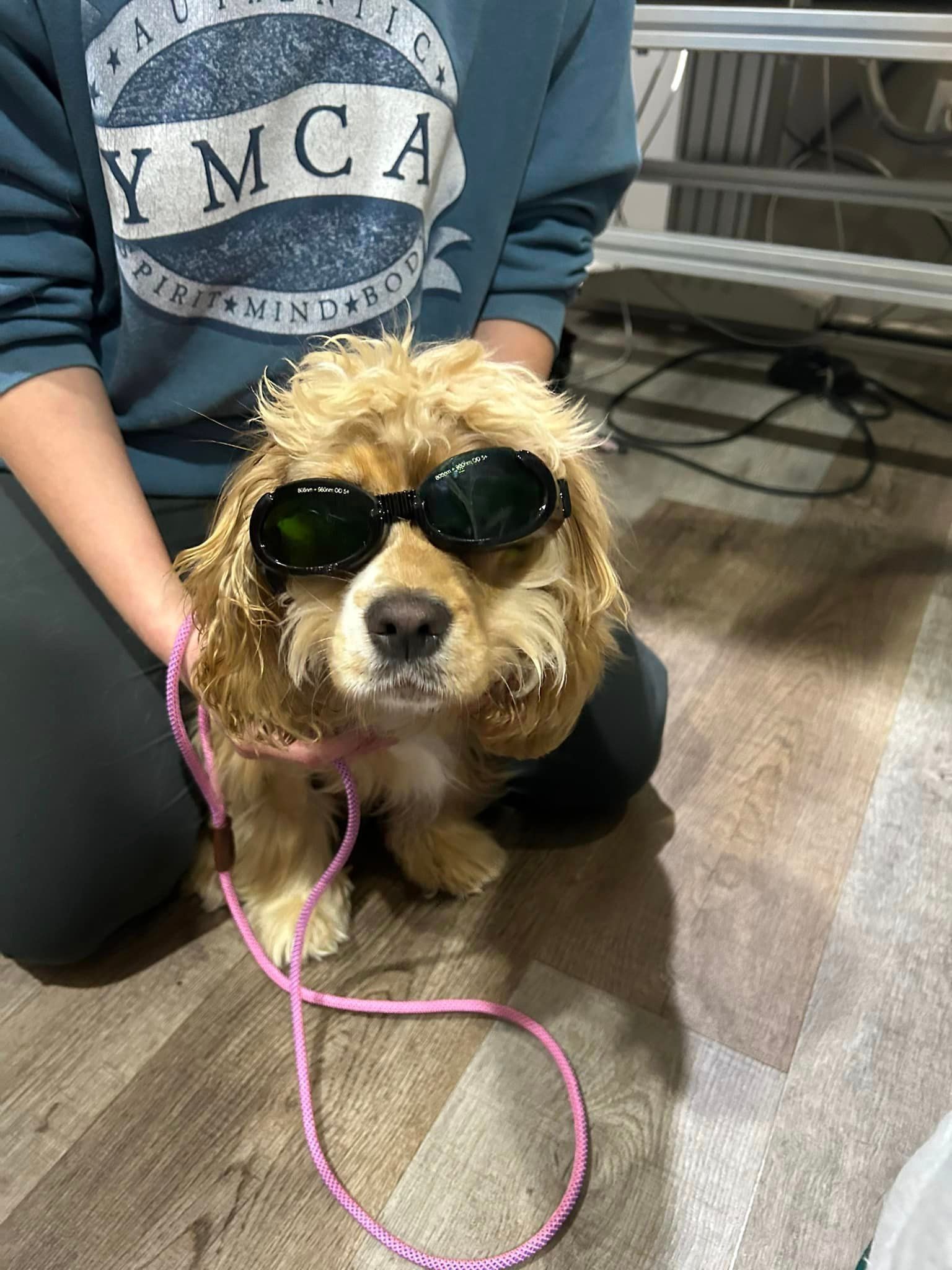A dog wearing sunglasses and a pink leash is being held by a person.