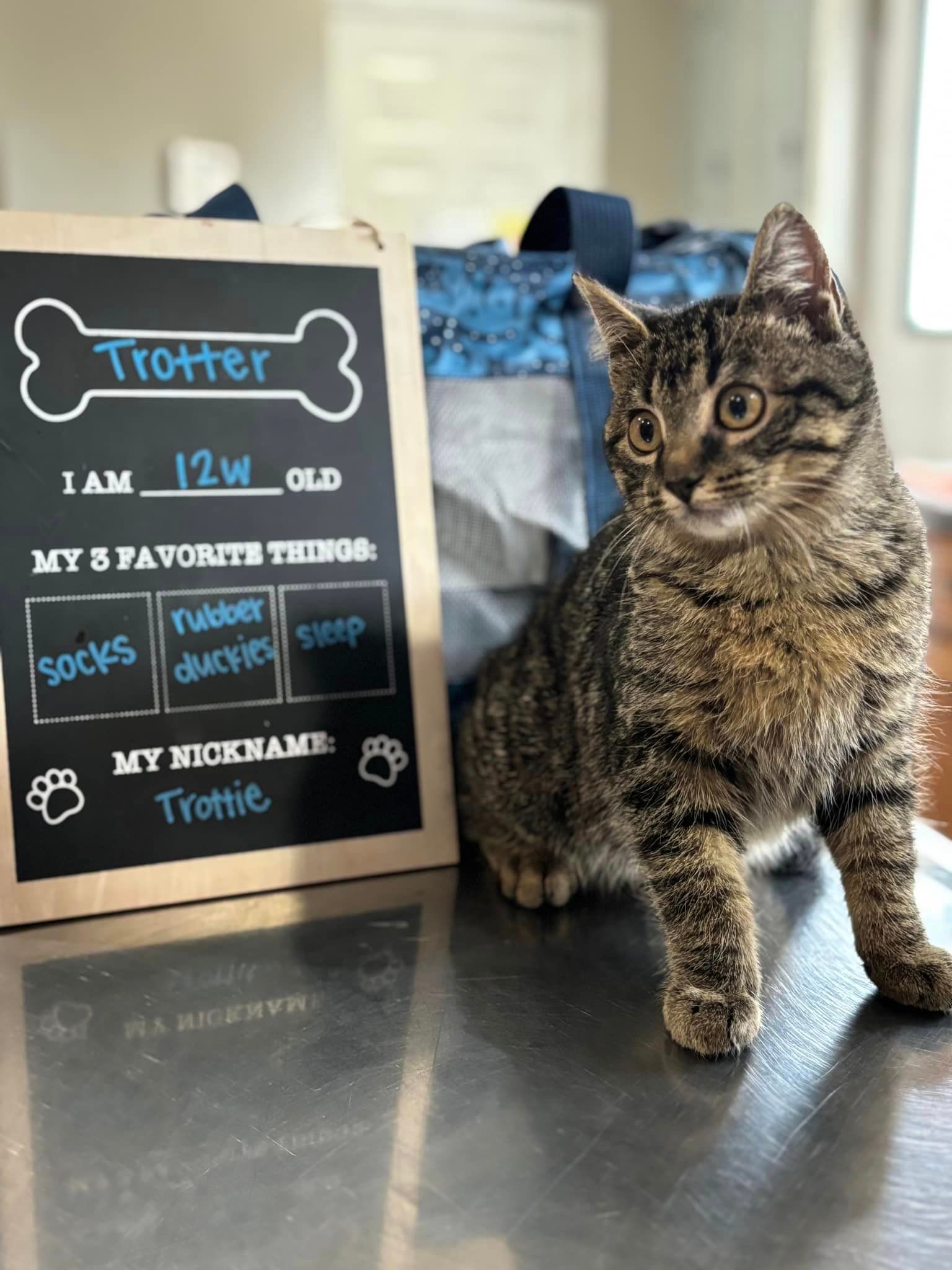 A cat is sitting on a table next to a chalkboard with a bone on it.
