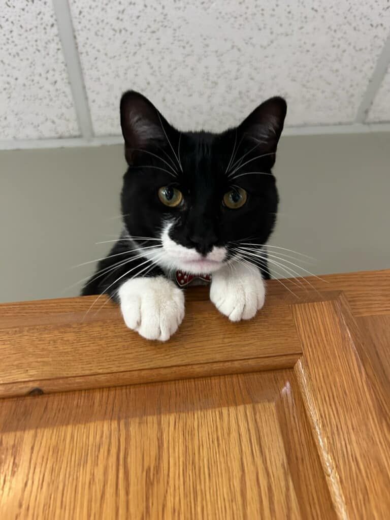 A black and white cat is peeking over a wooden cabinet door.