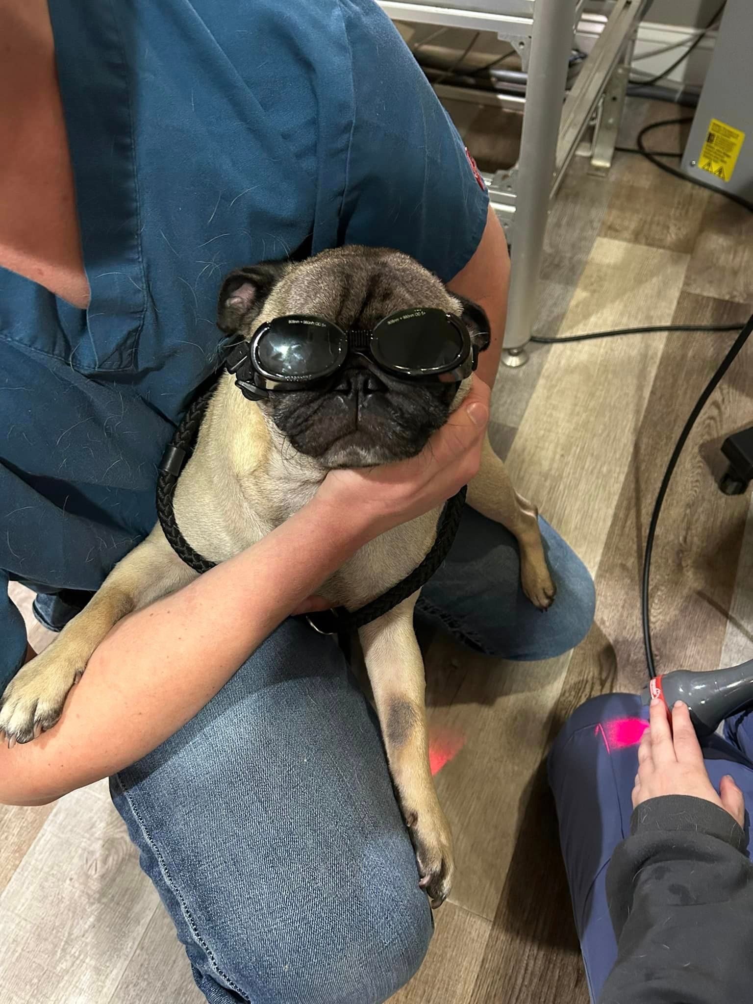 A person is holding a pug dog wearing sunglasses.