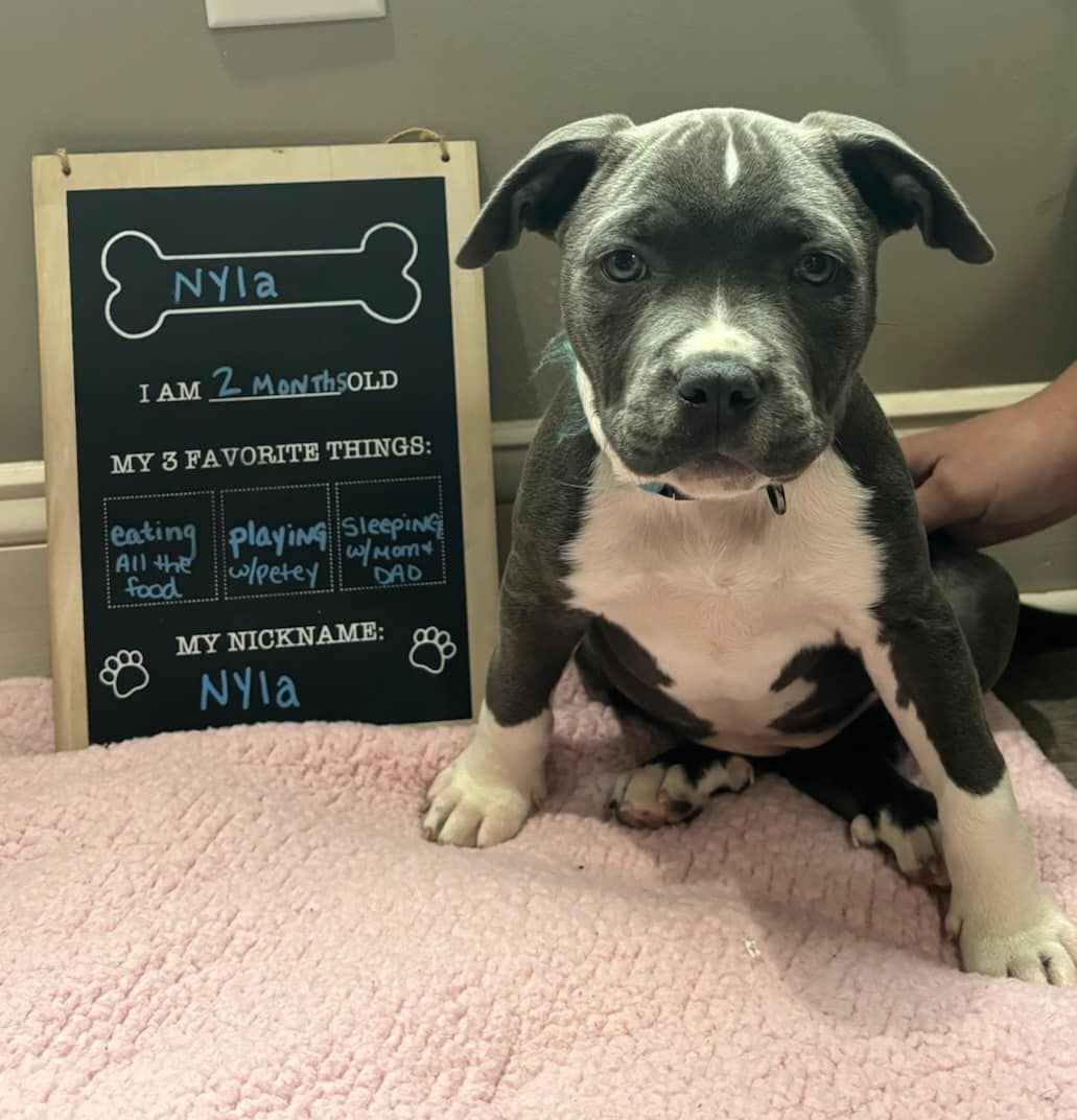 A puppy is sitting next to a sign that says nyla