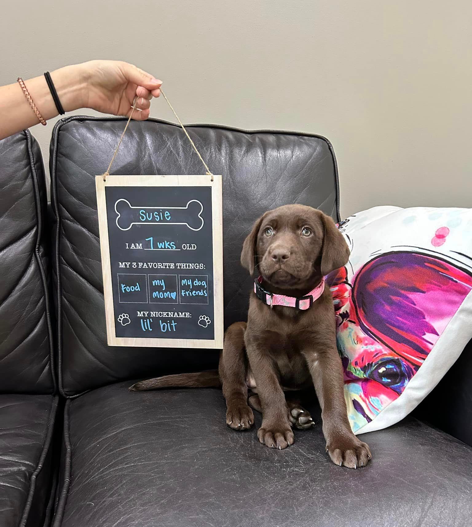 A puppy is sitting on a couch next to a person holding a sign.