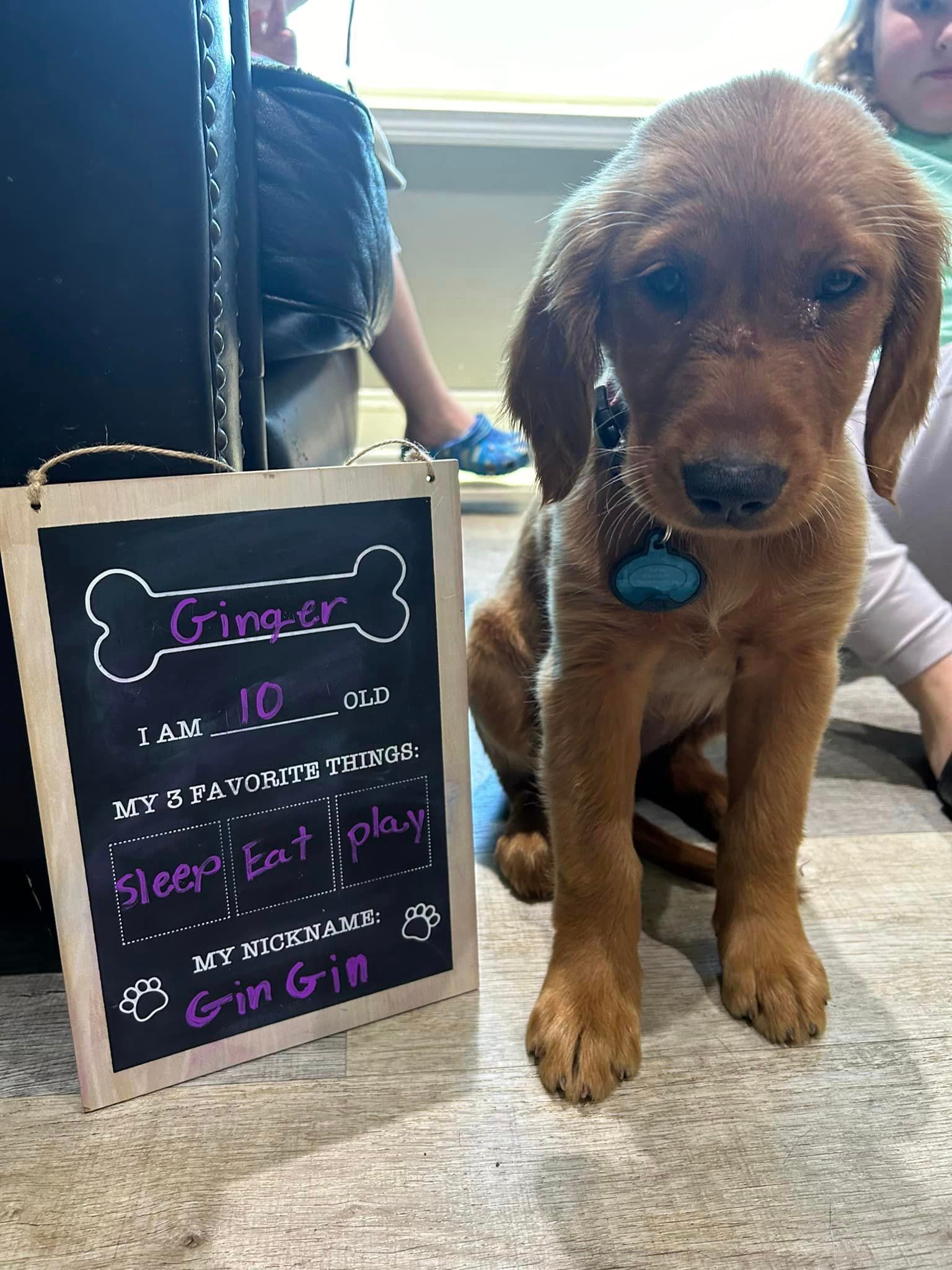 A puppy is sitting next to a chalkboard with a bone on it.