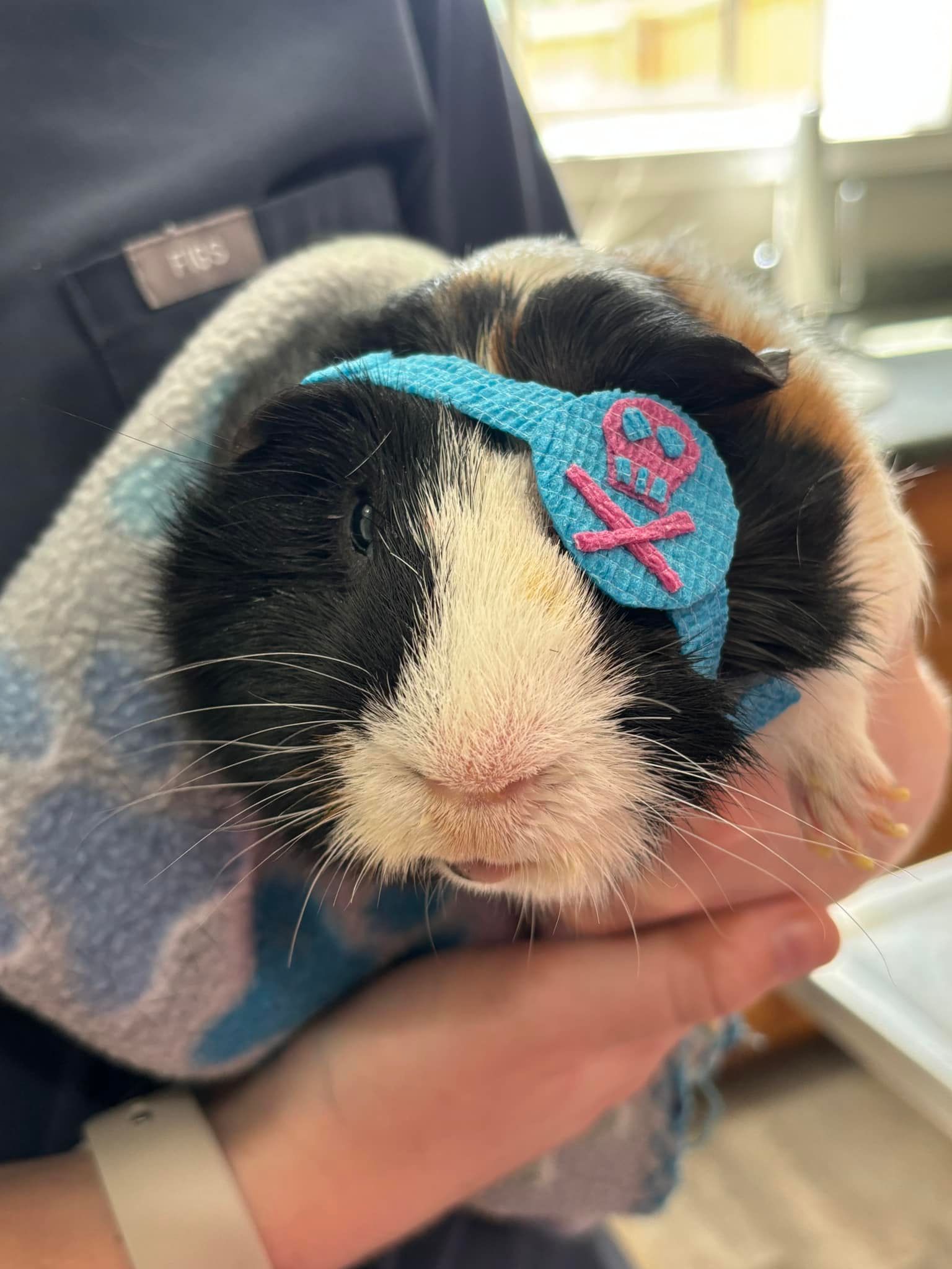 A person is holding a guinea pig wearing a headband.