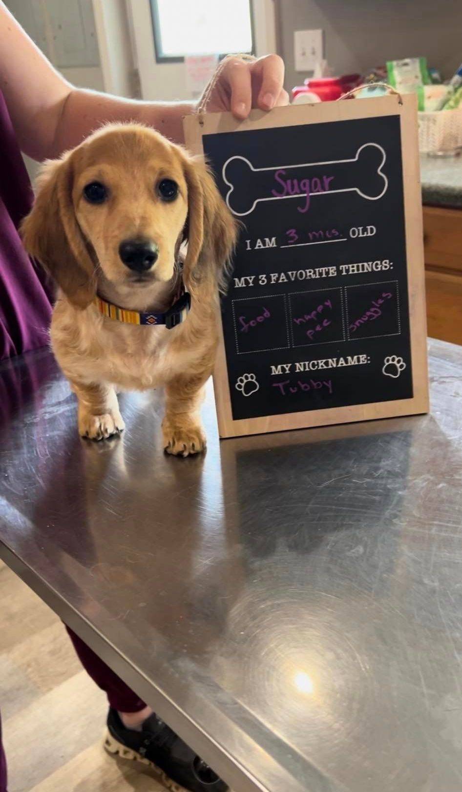 A dachshund puppy is standing next to a chalkboard on a table.
