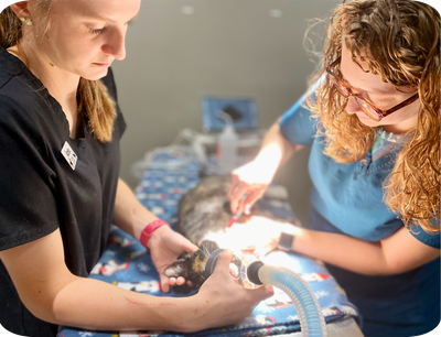 Two women are operating on a cat in a veterinary clinic.