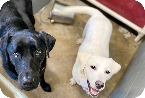 A black dog and a white dog are looking up at the camera.