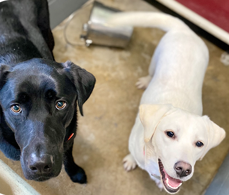 A black dog and a white dog are looking up at the camera.