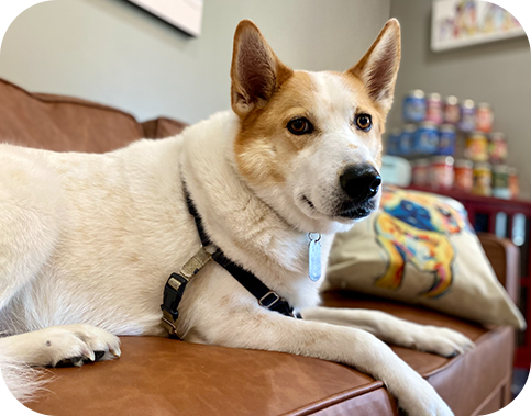 A brown and white dog is laying on a brown leather couch.
