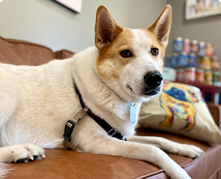 A brown and white dog is laying on a brown leather couch.