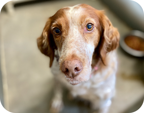 A brown and white dog is looking up at the camera