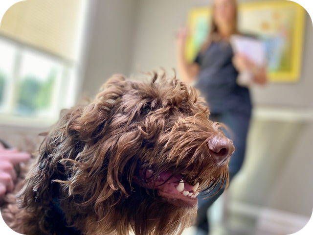 A brown dog is sitting in a room with a woman in the background.