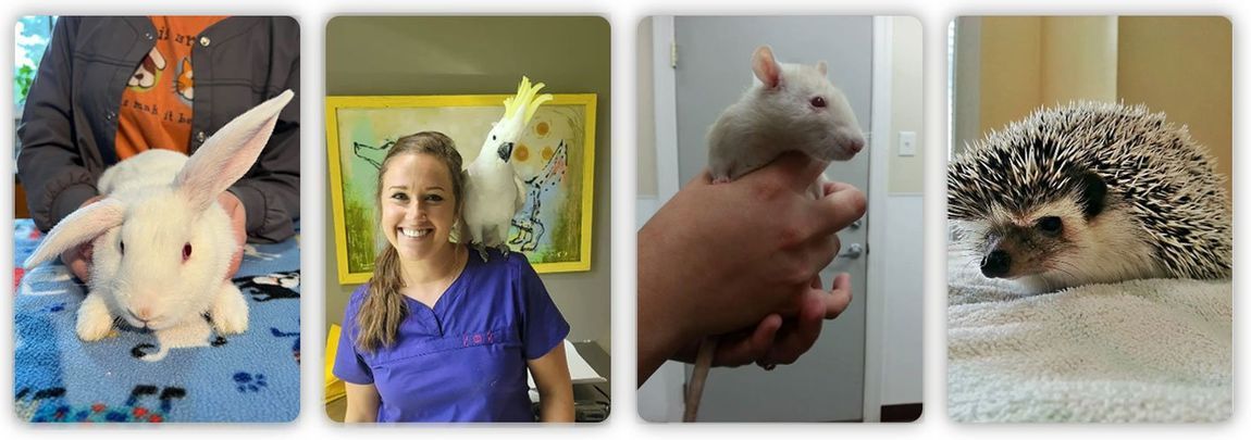 A woman is holding a rabbit , a mouse , and a hedgehog.