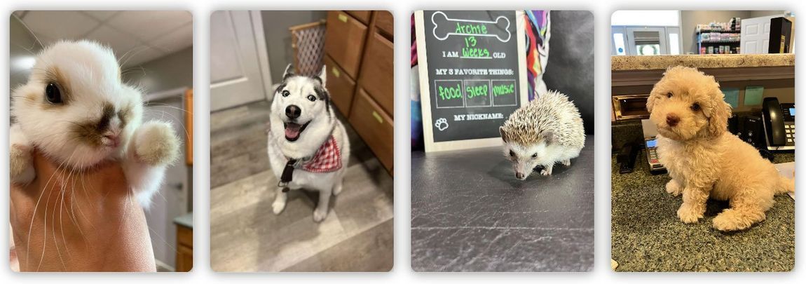 A collage of four pictures of dogs and a hedgehog.