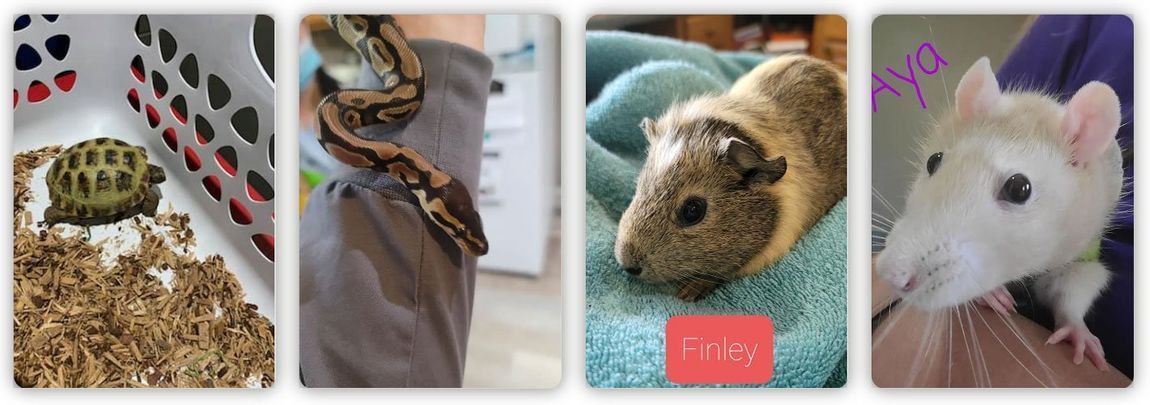 A collage of four pictures of a snake , a guinea pig , a rat and a turtle.