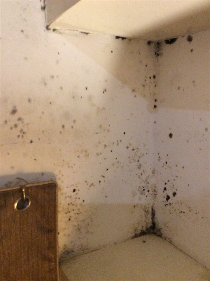 Black spot mould visible on living room wall – interim or check-out inspection
