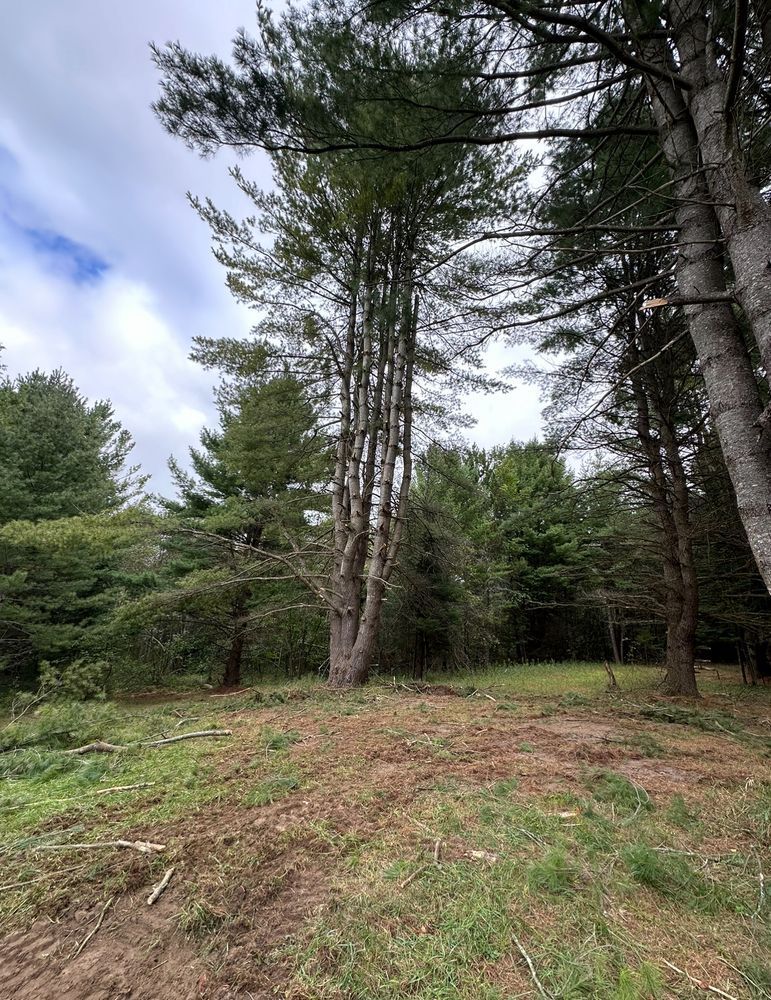 A group of trees are standing in the middle of a forest.