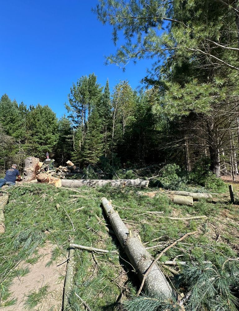 A pile of fallen trees in a forest with a blue sky in the background.