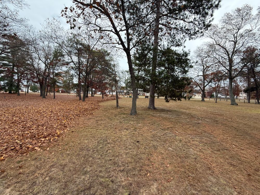 A park with trees and leaves on the ground