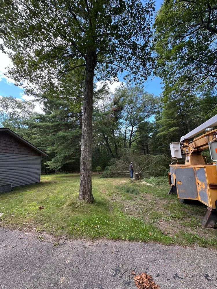 A tree stump grinder is cutting a tree in a yard.