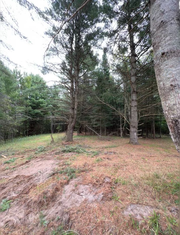 A large tree in the middle of a forest with a lot of trees.