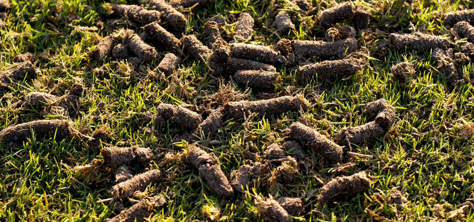 A lawn after aeration is done by professional landscapers