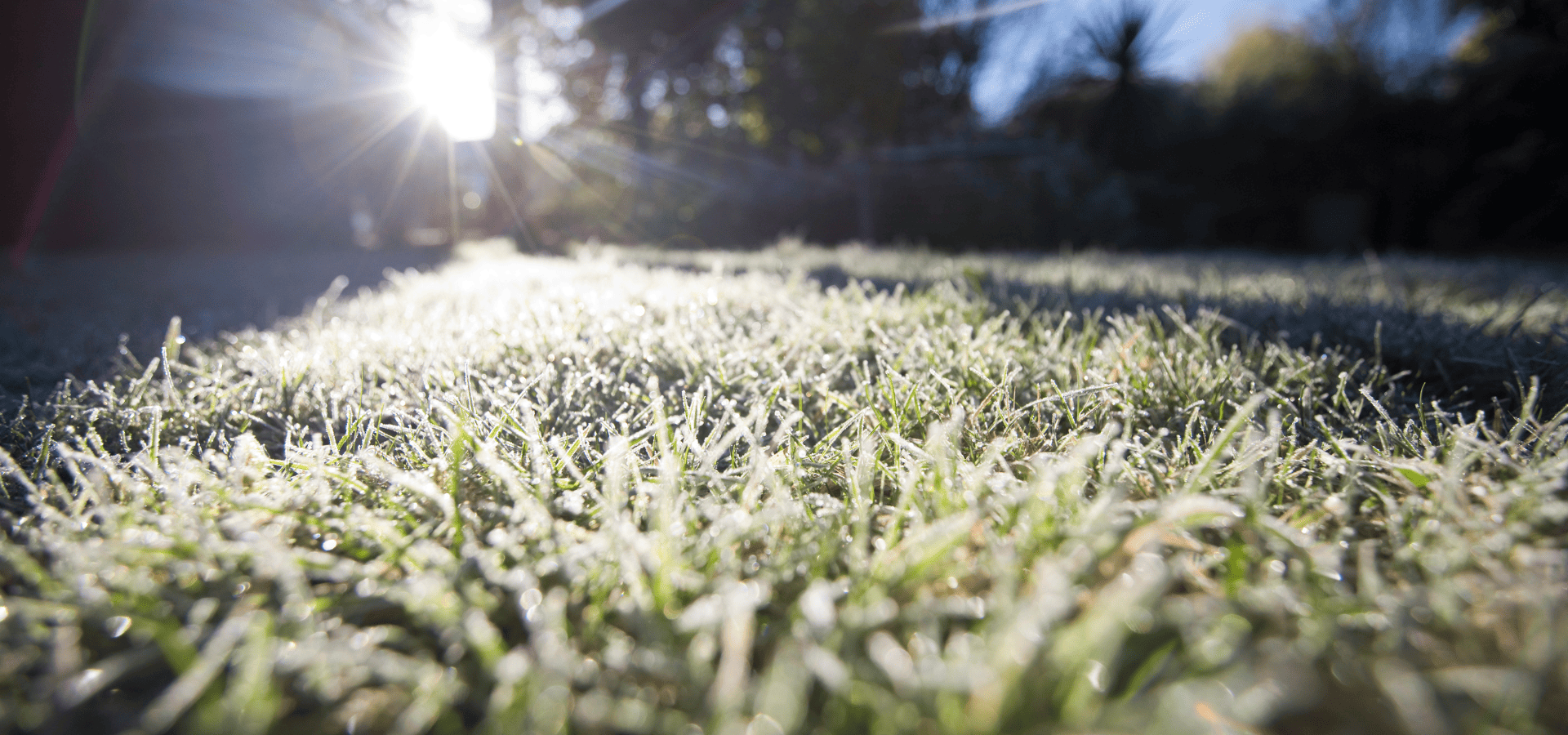 Cool-season grass in a Louisville lawn during winter