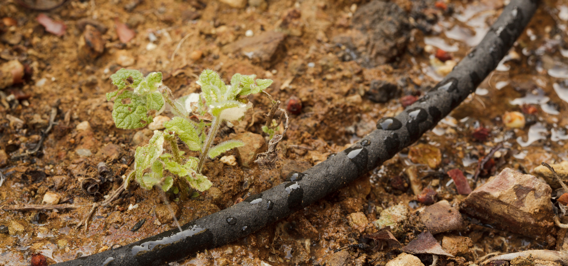 Soaker hose in a drip system for a yard in Louisville