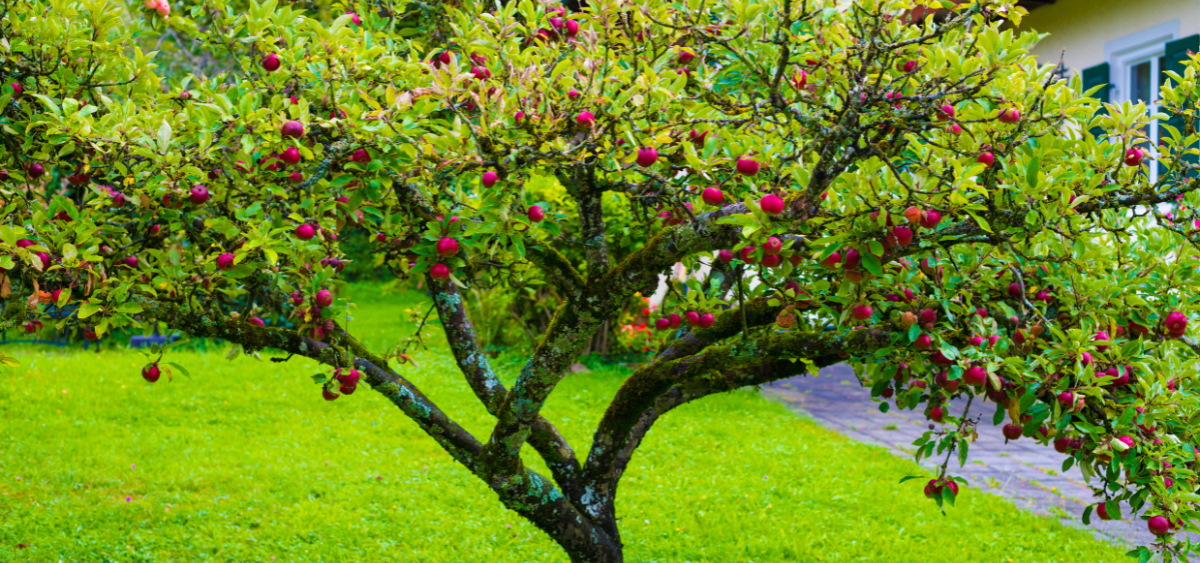 Fruit tree as the focal piece of an edible landscape