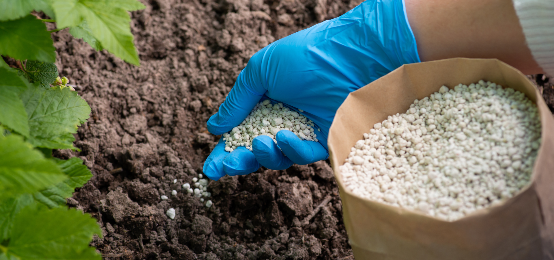 A professional gardener applying fertilizer to a lawn