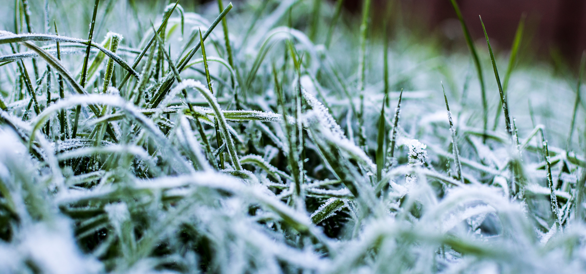 Frost covering grass in a lawn of a home in Louisville