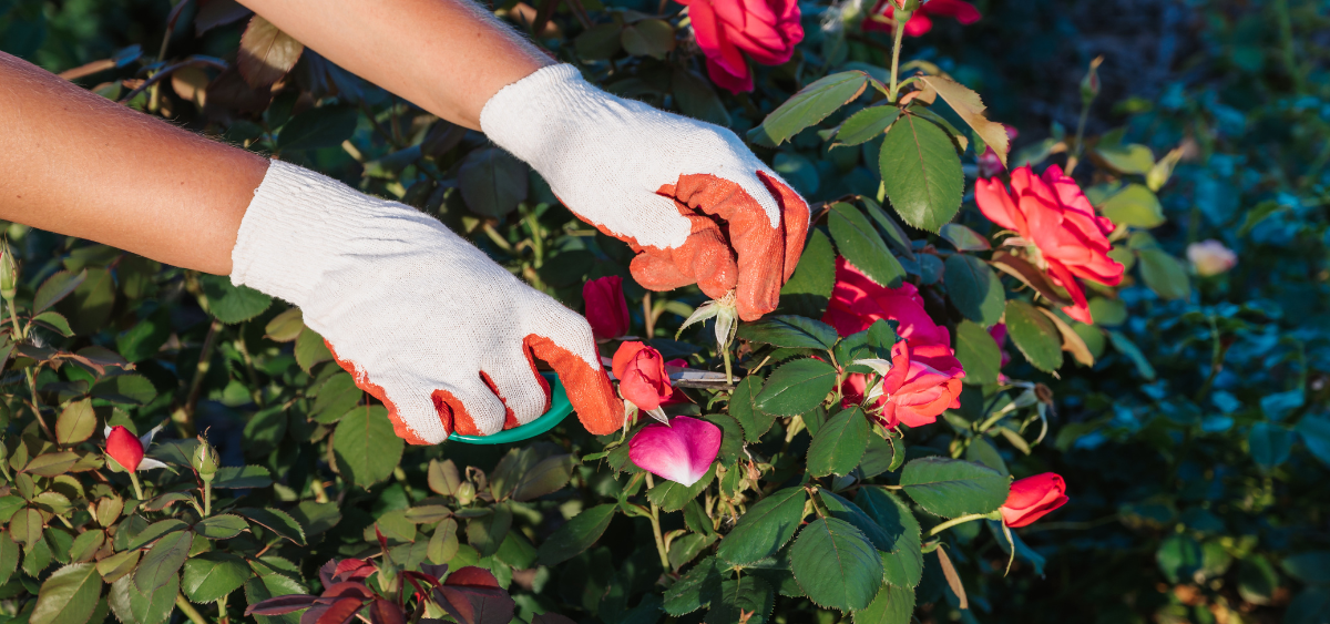 A homeowner in Louisville pruning her roses