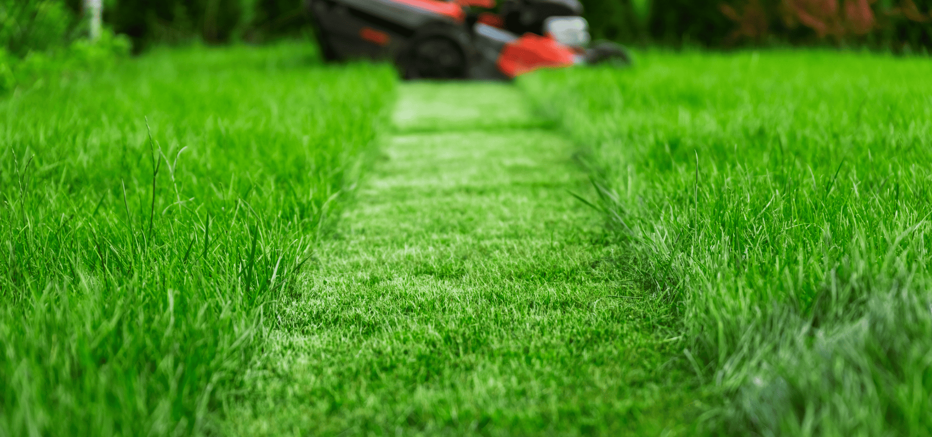 Lawn in Louisville, KY, mowed with a riding lawn mower