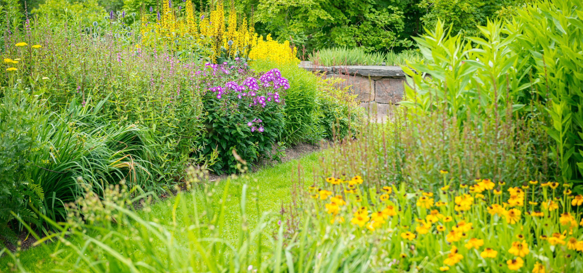 Luscious landscaped garden in summer