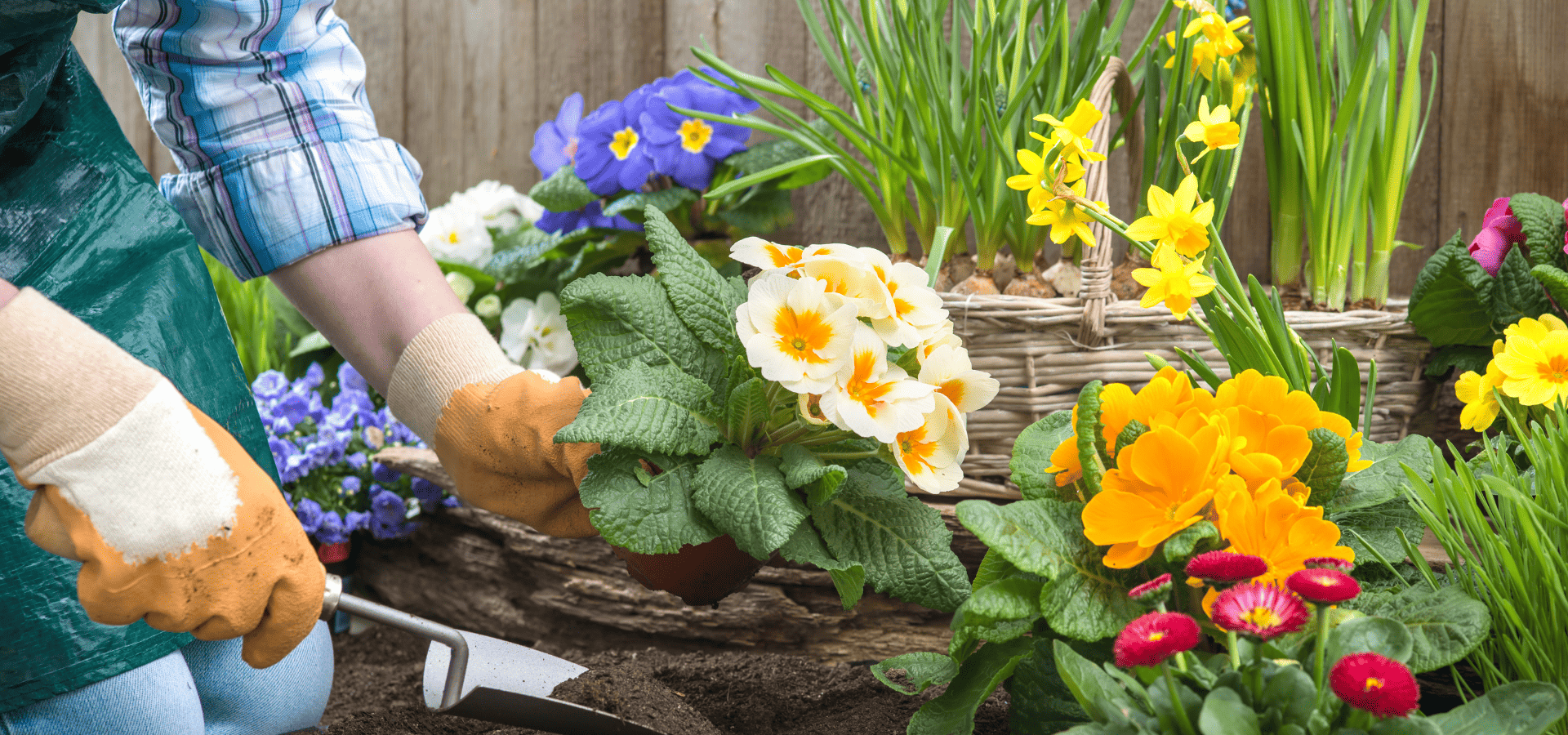 Planting vibrant flowers for a rain garden