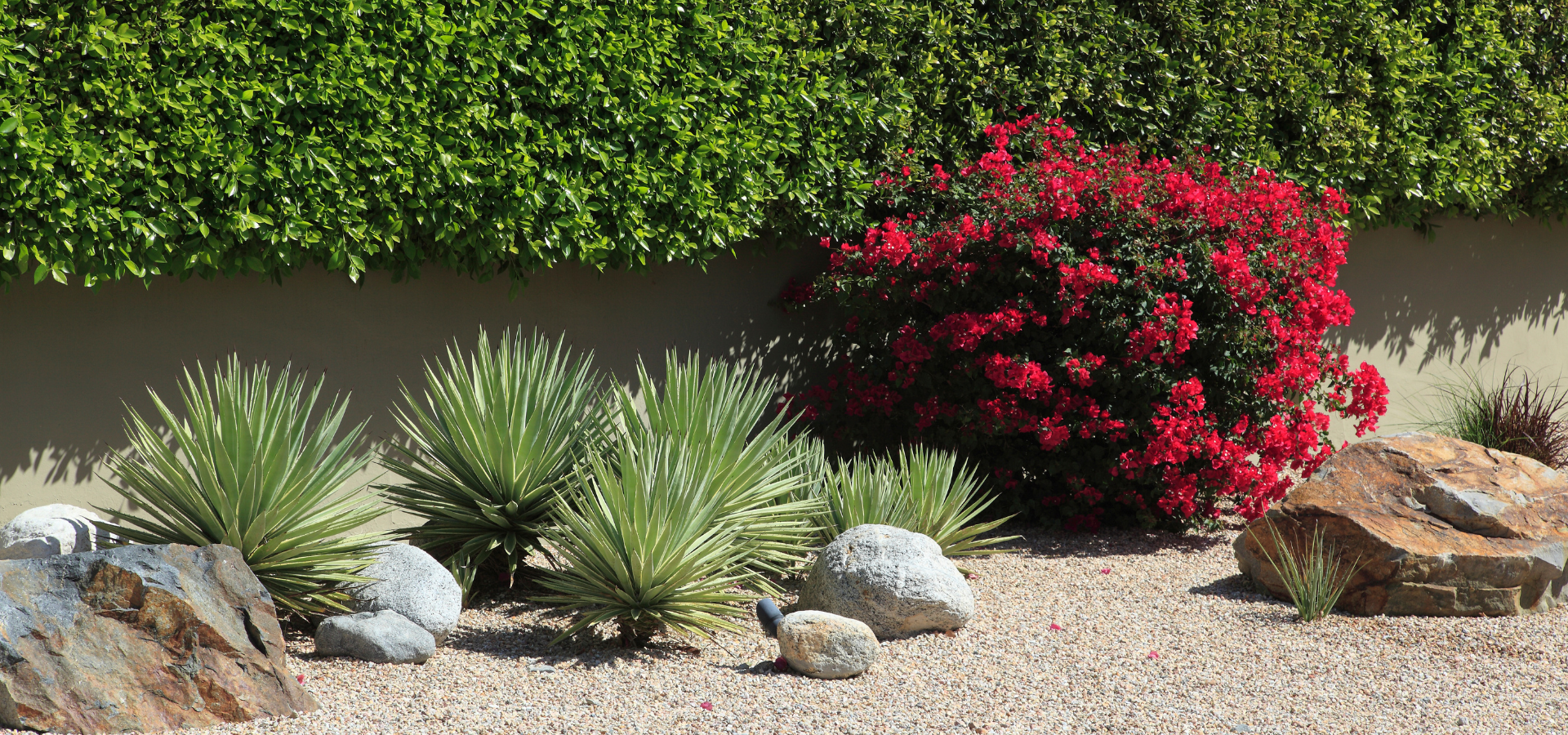 Succulents and bougainvillea in a xeriscape