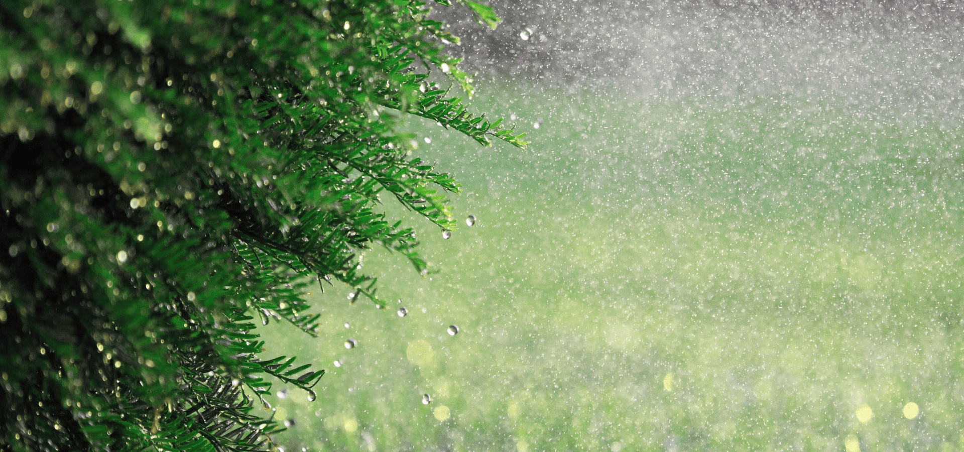 A rain garden in Louisville, KY, during heavy rain