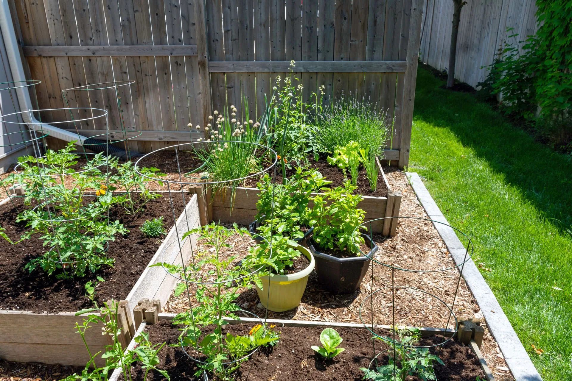 DIY raised garden beds by a homeowner in Louisville