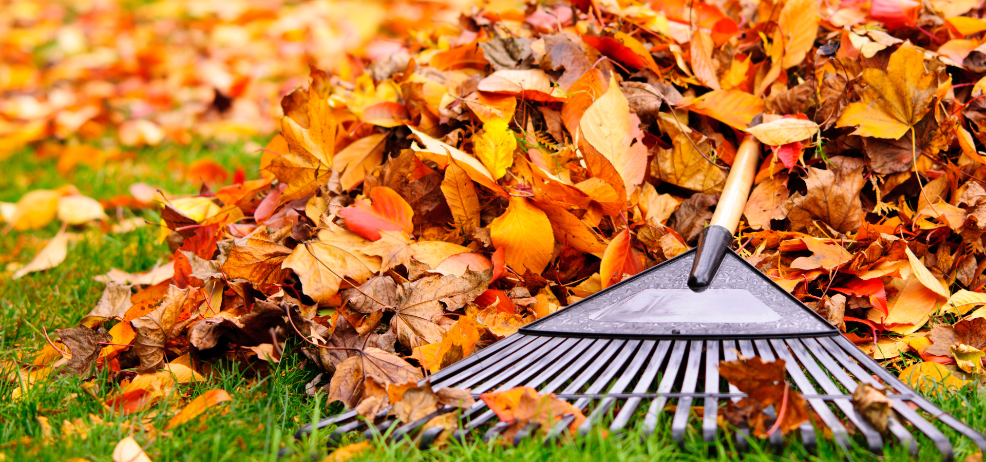 Raking fall leaves with a fan rake as part of seasonal landscape maintenance